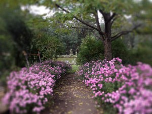 Garden path